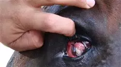 ##IMAGE##