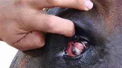 ##IMAGE##