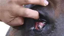 ##IMAGE##