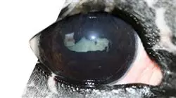 ##IMAGE##