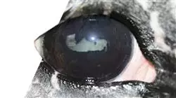 ##IMAGE##