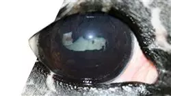 ##IMAGE##