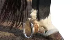 ##IMAGE##
