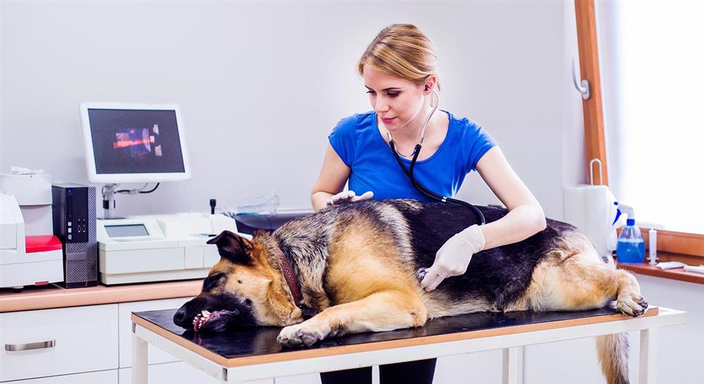 maestria online urgencias veterinarias en pequeños animales