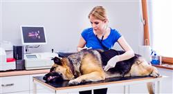maestria online urgencias veterinarias en pequeños animales