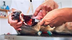 maestria urgencias veterinarias pequenos animales