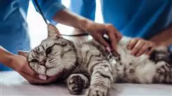master online urgencias veterinarias pequenos animales