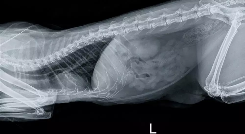 estudiar manejo de urgencias cardiorrespiratorias en pequeños animales