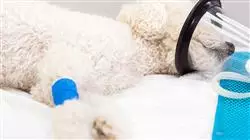 ##IMAGE##