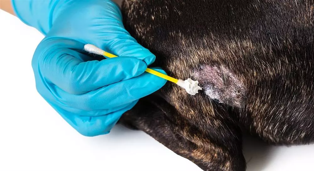 especializacion manejo de urgencias dermatológicas y oftalmológicas en pequeños animales
