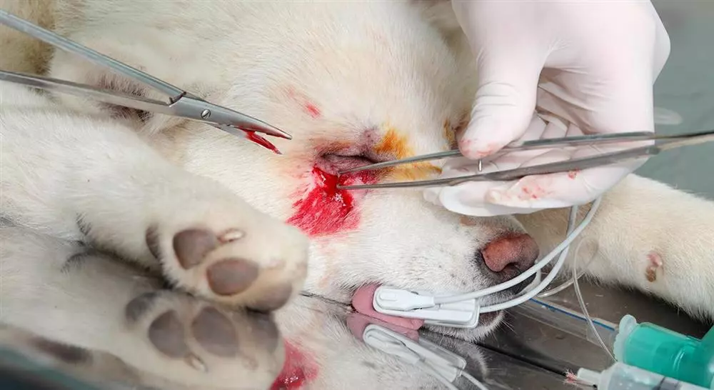 experto manejo de urgencias dermatológicas y oftalmológicas en pequeños animales