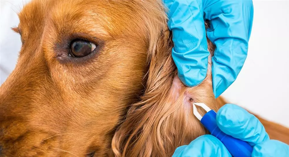 experto universitario manejo de urgencias dermatológicas y oftalmológicas en pequeños animales