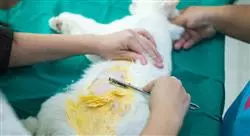 experto universitario manejo de urgencias gastrointestinales urológicas y reproductivas en pequeños animales