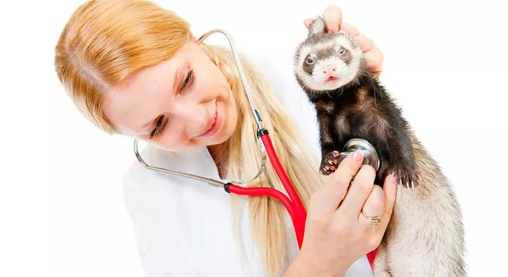 diplomado online manejo de urgencias cardiovasculares en pequeños animales