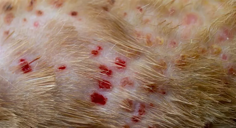 curso online manejo de urgencias dermatológicas en pequeños animales