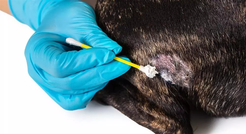 diplomado manejo de urgencias dermatológicas en pequeños animales