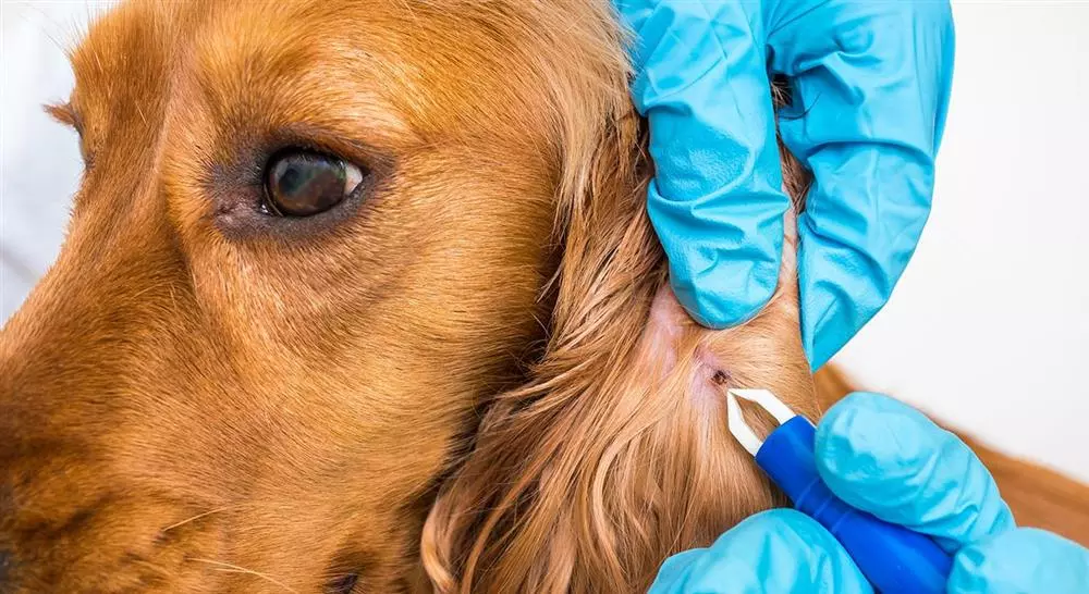 formacion manejo de urgencias dermatológicas en pequeños animales