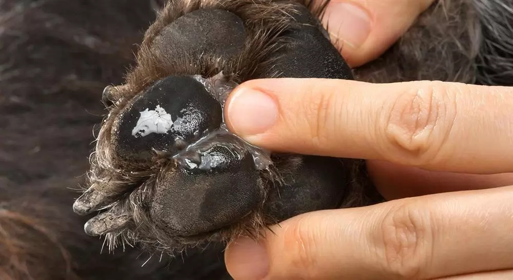 posgrado manejo de urgencias dermatológicas en pequeños animales