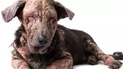 ##IMAGE##