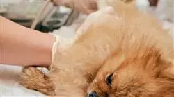 ##IMAGE##