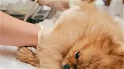 ##IMAGE##
