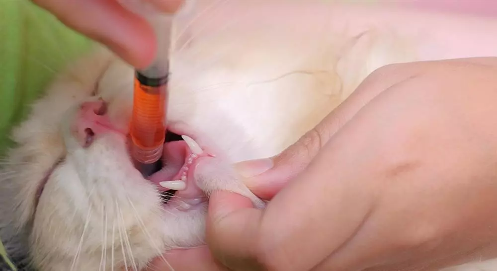 curso manejo de urgencias hematológicas y oncológicas en pequeños animales