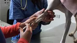 ##IMAGE##