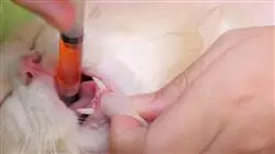 ##IMAGE##