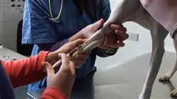##IMAGE##