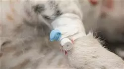 ##IMAGE##