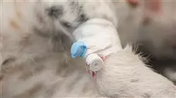 ##IMAGE##