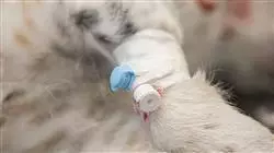 ##IMAGE##