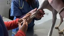 ##IMAGE##