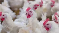 ##IMAGE##