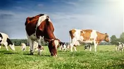 ##IMAGE##