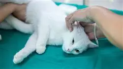 ##IMAGE##