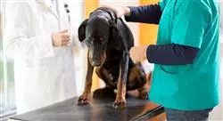 maestria traumatología y cirugía ortopédica veterinaria