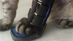 ##IMAGE##