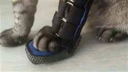 ##IMAGE##