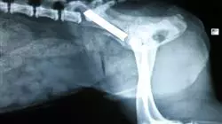 ##IMAGE##