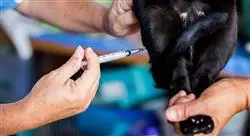 curso online cirugía de mínima invasión en pequeños animales