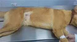 diplomado online cirugía de mínima invasión en pequeños animales