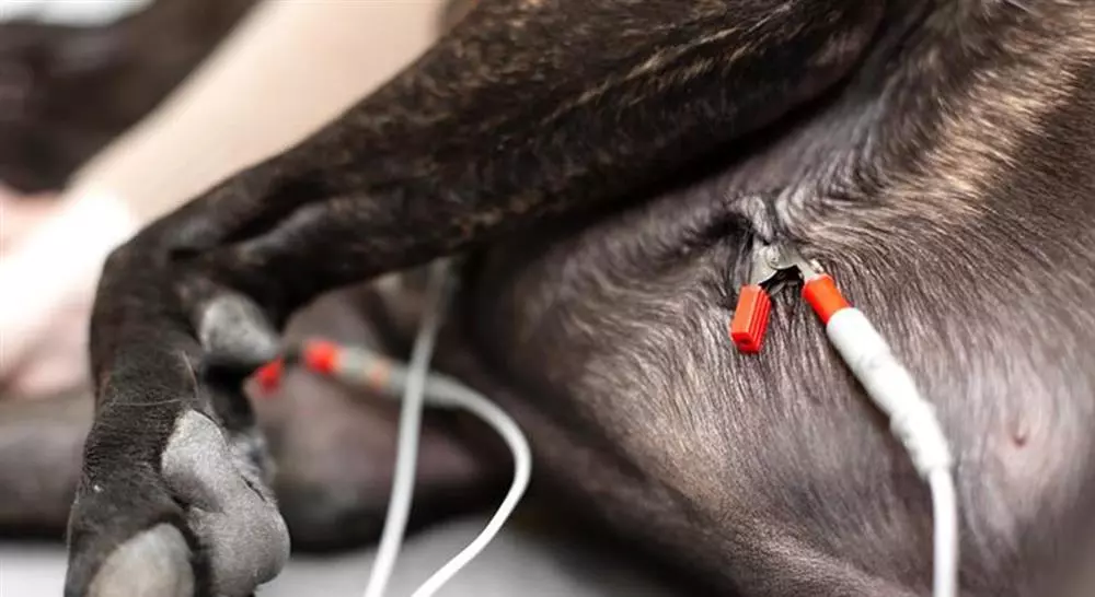 formacion cirugía de la cavidad torácica en pequeños animales