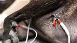##IMAGE##