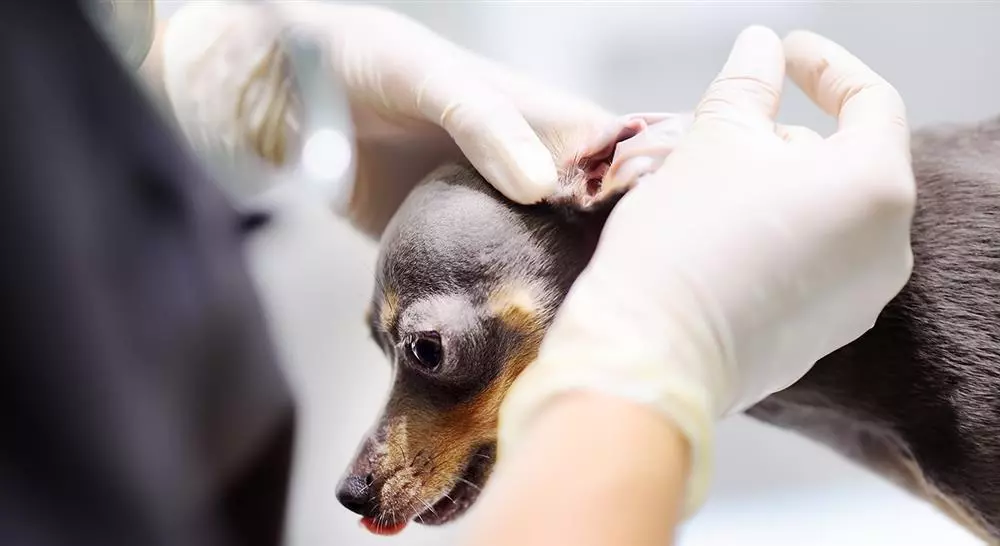 curso cirugía de cabeza y cuello en pequeños animales