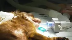 ##IMAGE##