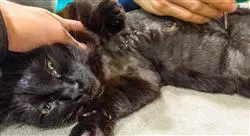 curso cirugía genitourinaria y mamaria en pequeños animales