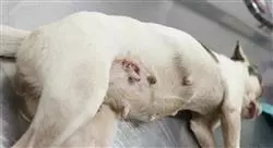 diplomado cirugía genitourinaria y mamaria en pequeños animales