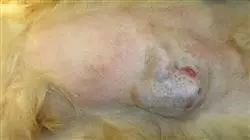 ##IMAGE##