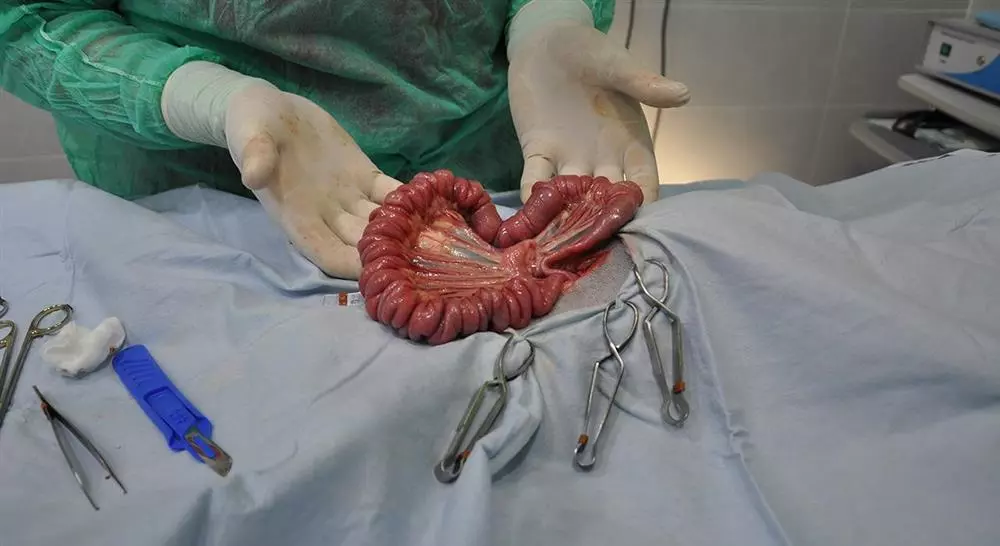 curso online cirugía gastrointestinal en pequeños animales